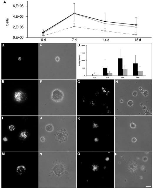 Figure 1. Cell growth, phase-contrast microscopy, and MitoTracker mitochondrial labeling of cells. (A) Numbers of cells at seeding (0 days) and during culture. Black line indicates cultures with TGF-β; continuous gray line, cultures without TGF-β; and discontinuous pale gray line, cells cultured with anti–TGF-β. In the last condition, the cells grew significantly less than in the other ones (P < .05). The results came from 15 experiments with and without TGF-β and 2 experiments with anti–TGF-β. (B,E,G,I,K,M,O) Fluorescence microscopy on MitoTracker Green FM staining. (C,F,H,J,L,N,P) Phase-contrast microscopy. (B-C) Start of culture. (E-H) Seven-day culture with (E-F) and without (G-H) TGF-β. (I-L) Fourteen-day culture with (I-J) and without (K-L) TGF-β. (M-P) Eighteen-day culture with (M-N) and without (O-P) TGF-β. Bar represents 20 μm. (D) MitoTracker Green FM staining intensity (in arbitrary units; mean ± SD), in cells cultured with (black columns) and without TGF-β (gray columns). The differences between cultures with and without TGF-β were significant at all time points (P < .05). Slides were mounted with Gel/Mount (Biomeda); images were taken with Axio Vision 4.1 software through an AxioCam HRm camera applied to an Axioskop microscope with a 40×/0.75 NA air objective (Carl Zeiss), and were processed for print with Photoshop 6.0 for Macintosh (Adobe).