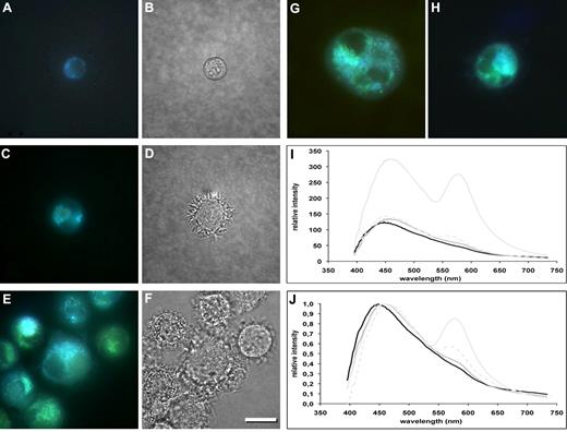 Figure 2. Autofluorescence analysis by deconvolution microscopy. (A) Small cell with few blue autofluorescent structures at the start of culture. (B) Same cell as panel A, by phase-contrast microscopy. (C) Intermediate size cell with many, paranuclear, blue autofluorescent structures after 7-day culture with TGF-β. (D) Same cell as panel C by phase-contrast microscopy: the cell is dendritic in shape. (E) Large cells with many autofluorescent structures that appear in part green, after 14-day culture with TGF-β. (F) Same cells as panel E by phase-contrast microscopy: the cells are markedly dendritic in shape. (G-H) Cell after 18-day culture with TGF-β; green autofluorescent structures are less numerous and less intensely fluorescent than after 14-day culture (compare with panel E). Bar represents 10 μm. (I-J) Spectra of autofluorescence emission after 1-day (black), 7-day (dark gray), 14-day (continuous light gray), and 18-day culture (discontinuous light gray). (J) The spectra were normalized assuming the respective highest peak as 100%. Live cells were mounted on slides with PBS; images were taken with ViSTA 1.9.3 software through a KAF261E detector (Kodak) inserted in a Hires IV camera (DTA) applied to an Eclipse TE-2000-E microscope with a 100×/1.3 NA oil objective (Nikon), and were processed for print with Photoshop 6.0 for Macintosh (Adobe).