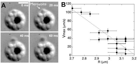 Figure 1. Egress of the first merozoite. (A) Snapshots of the osmotically triggered ejection of the first merozoite using DIC microscopy. Scale bar, 3 μm. (B) Maximum velocity Vmax of the first merozoite as a function of the initial iRBC radius R, before membrane rupture. Error bars represent the error in the determination of the diameter of the iRBC before rupture.