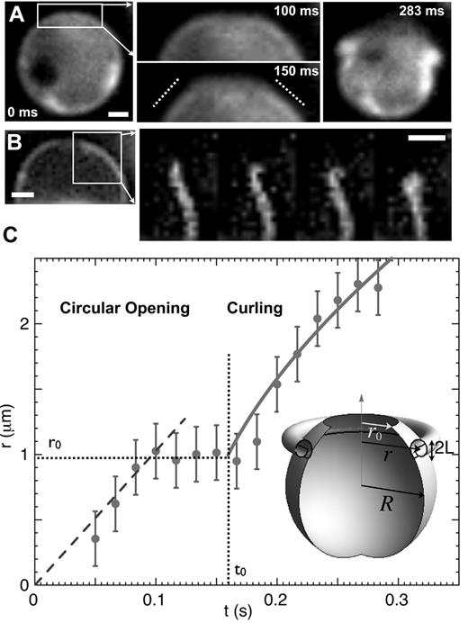 Figure 2. iRBC opening regimes. (A) Sequence of images of PKH26-labeled iRBC using fluorescence microscopy and showing: the initial iRBCs (0 milliseconds), the circular pore opening (100 milliseconds), the shoulder type deformation of the RBC membrane (150 milliseconds) followed by the membrane curling (283 milliseconds). Scale bar, 1 μm. (B) Sequence of images of the first curl after the shoulder-type deformation (time lapse: 14.3 milliseconds). Scale bar, 1 μm. (C) Kinetics of the pore opening with the radius r of the pore as a function of time. Two regimes are identified: the circular opening and the curling taking place at t0. The parameters used for the data analysis are represented both in the inset and on the curve: the pore radius when curling starts r0 and the cell radius R. At any given time t, the opening is described by a pore radius r and a rim radius L. Error bars represent the error in the determination of the diameter of the pore.