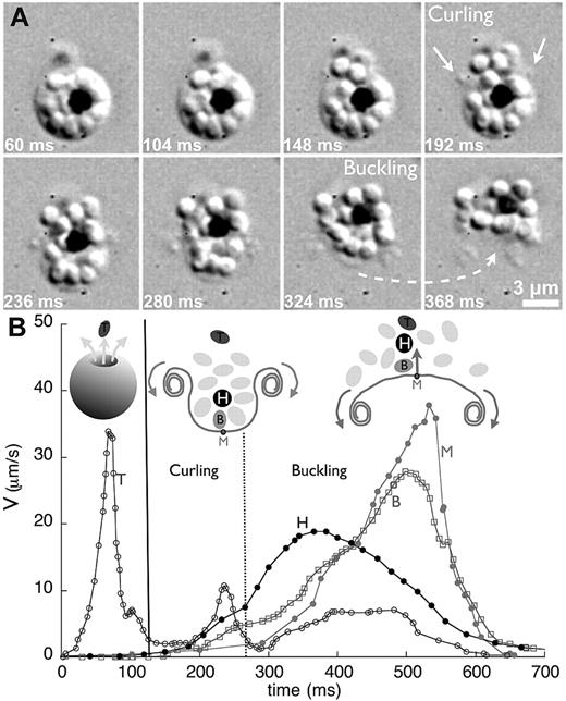 Figure 3. Identification of 3 main steps in merozoite egress. (A) Snapshots of the whole release process: pressure driven ejection of the first parasite (up to 148 milliseconds); curling of the RBC membrane (192-324 milliseconds) and final buckling of the membrane (324-368 milliseconds) pushing the remaining merozoites forwards, far from their initial position. (B) Velocities as a function of time for the first merozoite (T; blue line), the parasite pigment (H; black line), the deepest merozoite at the bottom (B; green line), and the lowest point of the RBC membrane (M; red line).