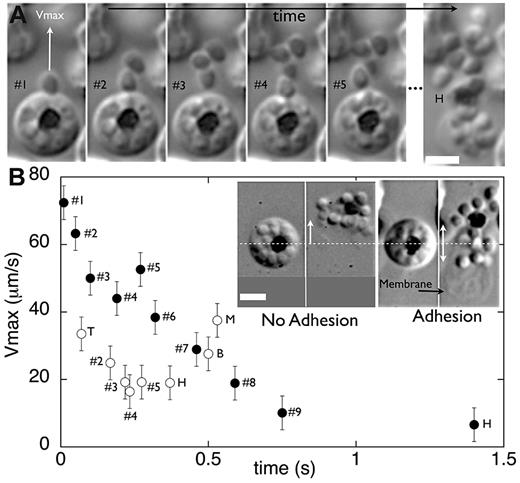 Figure 5. Egress of merozoites from adhering versus nonadhering iRBCs. (A) Snapshots of merozoite release when the iRBC is adhering to the substrate. (B) Maximum velocity of the successively ejected merozoites as a function of time in the case of no adhesion (○) or adhesion (●). T, H, B, and M are defined in the legend of Figure 4B. Inset, The initial position of the iRBC before opening and the merozoite dispersion after RBC membrane buckling in the case of no adhesion and adhesion of the iRBC to the glass substrate. Error bars represent the scale of velocity for each individual merozoite because of errors in determining the position of its center of mass. Scale bar, 3 μm.