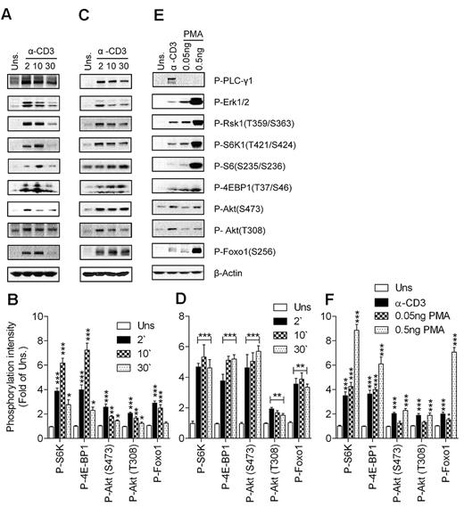 Figure 1. TCR- and DAG-induced mTORC1 and mTORC2 activation. WT thymocytes (A-B) and splenic T cells (C-F) were left unstimulated or stimulated with an anti-CD3 antibody (500A2; A-D) at 37°C for the indicated times (in minutes) or with PMA (E-F) at 37°C for 5 minutes. Cell lysates were separated by SDS-PAGE followed by immunoblotting with the indicated antibodies. The blots were stripped and reprobed with an anti–β-actin antibody for a loading control. Data shown are representative of at least 3 experiments. Panels B, D, and F show quantification for phosphorylation levels relative to unstimulated controls (means ± SEM of 3 independent experiments; *P < .05; **P < .01; ***P < .001 relative to unstimulated control as indicated by ANOVA).