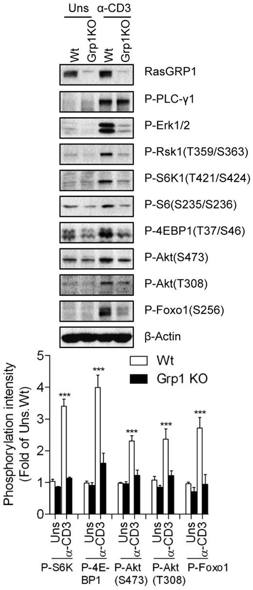 Figure 2. Critical role of RasGRP1 in TCR-induced mTORC1, mTOR2, and PI3K/Akt activation. Thymocytes from WT (Wt) and RasGRP1 KO (Grp1 KO) mice were left unstimulated or stimulated with anti-CD3 (500A2) for 5 minutes at 37°C. Cell lysates were separated by SDS-PAGE followed by immunoblotting with the indicated antibodies. The blots were stripped and reprobed with an anti–β-actin antibody for a loading control. Data shown and bar graphs are representative of/quantified from 3 experiments. *P < .05; **P < .01; ***P < .001 indicate statistical significance between WT and RasGRP1KO after anti-CD3 stimulation.
