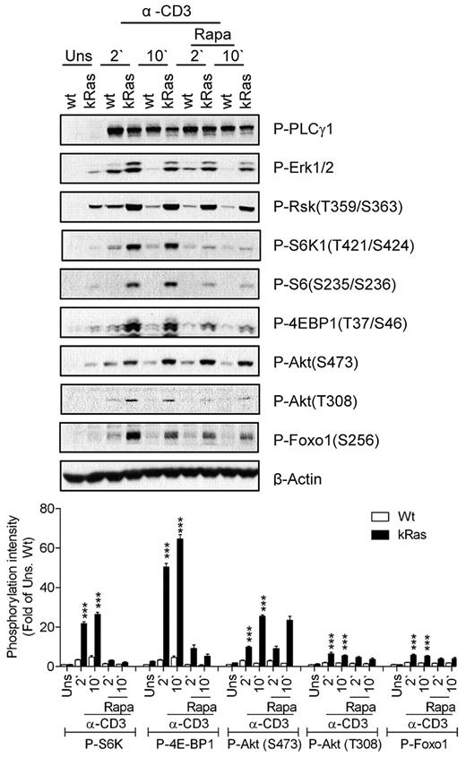 Figure 3. Constitutive Ras activation promotes mTORC1, mTORC2, and PI3K/Akt signaling. Thymocytes from WT and caKRas-T (KRas) mice were either not pretreated or pretreated with rapamycin (Rapa) for 30 minutes at 37°C and were left unstimulated or stimulated with an anti-CD3 antibody (500A2) at 37°C for 2 or 10 minutes, respectively. Cell lysates were separated by SDS-PAGE followed by immunoblotting with the indicated antibodies. The blots were stripped and reprobed with an anti–β-actin antibody for a loading control. Data shown and bar graphs are representative of/quantified from 3 experiments. *P < .05; **P < .01; ***P < .001 indicate statistical significance between WT and KRas after anti-CD3 stimulation.