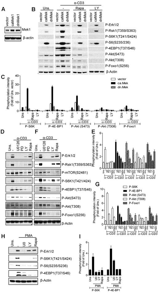 Figure 4. Mek activity modulates TCR-induced mTOR activation. (A) Establishment of caMek1- and dnMek1-expressing 2B4 T-cell lines. 2B4 T cells were infected with retrovirus expressing caMek1 and dnMek1, respectively. Mek1/2 expression in infected cells after sorting for positive GFP was determined by Western blot with an anti-Mek1/2 antibody. The blot was also probed with an anti–β-actin antibody for a loading control. (B-C) caMek1- or dnMek1-expressing 2B4 T cells were either not pretreated or pretreated with rapamycin (Rapa) or LY294002 (LY) for 30 minutes at 37°C, and then left unstimulated or stimulated with an anti-CD3 antibody (500A2) at 37°C for 5 minutes. Cell lysates were separated by SDS-PAGE followed by immunoblotting with the indicated antibodies. The blots were stripped and reprobed with an anti–β-actin antibody for a loading control. Data shown are representative of/quantified from 2 experiments. (D-G) Effects of Mek1/2 and PI3K inhibition on TCR-induced mTOR activation. WT thymocytes (D-E) and splenic T cells (F-G) were not pretreated or pretreated with U0126 (U0) or LY294002 (LY) at 37°C for 30 minutes, and were then left unstimulated or stimulated with an anti-CD3 antibody (500A2) at 37°C for 5 minutes. Cell lysates were separated by SDS-PAGE followed by immunoblotting with the indicated antibodies. The blots were stripped and reprobed with an anti–β-actin antibody for a loading control. (H-I). Effects of PI3K and Mek1/2 inhibitors on PMA-induced mTORC1 activation. WT thymocytes were pretreated with U0 or LY for 30 minutes, followed by stimulation with PMA for 5 minutes. Data shown are representative of/quantified from 3 experiments.
