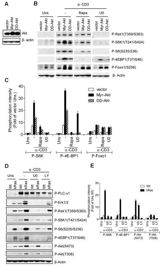 Figure 5. Requirement of Mek1/2 activity for caAkt- or caKRas-mediated enhancement of TCR-induced mTOR signaling. (A) Establishment of Myr-Akt- and DD-Akt–expressing 2B4 cells was similar to the method described in Figure 4A except that retroviruses expressing Myr-Akt or DD-Akt were used. Akt expression in infected cells after sorting for GFP+ cells was determined by Western blot with an anti-Akt antibody. The blot was also probed with an anti–β-actin antibody for a loading control. (B-C) Akt-expressing 2B4 cells were not pretreated or pretreated with the indicated inhibitors, followed by anti-CD3 stimulation and immunoblot analysis as in Figure 4B. (D-E) Wt and caKRas-T (KRas) thymocytes were not pretreated or pretreated with the indicated inhibitors, followed by anti-CD3 stimulation and immunoblot analysis as in Figure 4B. Data shown are representative of/quantified from 3 experiments.