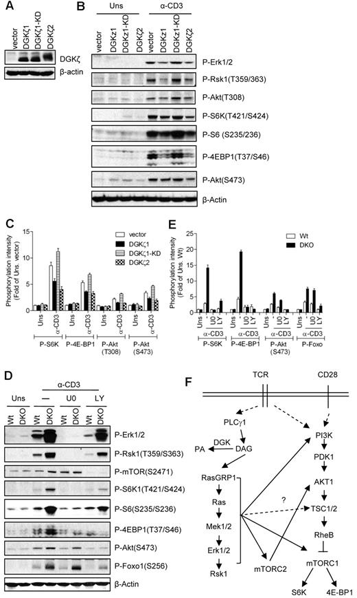 Figure 6. Inhibition of TCR-induced mTOR activation by DGKα and DGKζ. (A) Establishment of DGKζ1-, KD-DGKζ1-, or DGKζ2-expressing 2B4 T-cell lines by retroviral infection as described in Figure 4A. (B-C) Enhanced DGK activity inhibits TCR-induced mTOR activation. 2B4 cells overexpressing DGKζ1, KD-DGKζ1, or DGKζ2 were left unstimulated or stimulated with anti-CD3 (500A2) 5 minutes at 37°C. Cell lysates were separated by SDS-PAGE followed by immunoblotting with the indicated antibodies. The blots were stripped and reprobed with an anti–β-actin antibody for a loading control. Data shown are representative of/quantified from 4 experiments. (D-E) Enhanced TCR-induced mTOR activation in DGKα and DGKζ double-deficient thymocytes. WT and DGKαζDKO (DKO) thymocytes were not pretreated or pretreated with U0126 (U0) or LY294002 (LY) at 37°C for 30 minutes, and were then left unstimulated or stimulated an anti-CD3 antibody (500A2) at 37°C for 5 minutes. Cell lysates were separated by SDS-PAGE followed by immunoblotting with the indicated antibodies. The blots were stripped and reprobed with an anti–β-actin antibody for a loading control. Data shown are representative of/quantified from 5 experiments. (F) Schematic illustration of mTOR activation in T cells (please see “Discussion” for details).