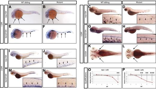 Figure 1. Hematopoietic phenotype of grechetto mutants. (A-D,I-J) WISH for mpx: lateral view, anterior to the left, dorsal upward. mpx expression is normal in the anterior lateral plate mesoderm of 1 dpf embryos (A-B arrows) and in the CHT of 3 dpf (I-J; CHT magnified in the inset and highlighted by arrows), but almost absent in the CHT of 5 dpf (C-D; CHT magnified in the inset and highlighted by arrows) grechetto mutants. (E-H,M-N) WISH for band3: lateral view, anterior to the left, dorsal upward. band3 expression is normal in the intermediate cell mass of 1 dpf embryos (E-F arrows), reduced in the CHT of 3 dpf (M-N; CHT magnified in the inset and highlighted by arrows), and almost absent in the CHT of 5 dpf (G-H; CHT magnified in the inset and highlighted by arrows) grechetto mutants. (K-L) WISH for lck: ventral view, anterior to the left. lck expression is lost in 5 dpf grechetto mutants (L). The bilateral zebrafish thymic region is indicated with arrows. (O-P) Quantification of the number of mpx-expressing cells (O) and band3-expressing cells (P), as counted in 15 WISH-stained embryos per condition. Cells were counted from the anterior lateral plate mesoderm (mpx) or intermediate cell mass (band3) of 1 and 2 dpf animals and from the CHT of 3, 4, and 5 dpf animals (1 and 2 dpf embryos were genotyped after counting to identify mutants). The number of cells in mutants was plotted as a ratio to the number of cells in WT siblings at the same stage normalized to 1. Error bars represent SEM. **P ≤ .005; ***P ≤ .0005 by Student t test.