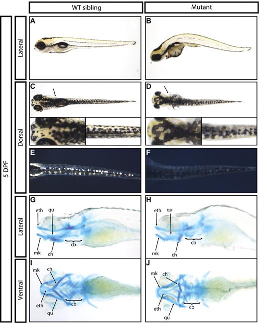 Figure 2. General developmental defects of grechetto mutants. (A-B) Live bright-field image of a 5 dpf WT sibling (A) and of a grechetto mutant (B). Lateral view, anterior to the left, dorsal upward. The mutant shows a curved body, cardiac edema, lack of an inflated swim bladder, smaller head and eyes, and reduced melanophores in the lateral stripes compared with the WT sibling. (C-F) Dorsal view, anterior to the left, of a 5 dpf WT sibling (C,E) and of a grechetto mutant (D,F) shown in transmitted light (C-D) or epi-illumination (E-F). grechetto mutants show smaller lateral fins (D arrows), aberrant melanophores (D insets), and markedly reduced iridophore cell numbers in the dorsal stripe (F) compared with their WT siblings. (G-J) Alcian Blue staining of the jaw cartilages of a 5 dpf WT sibling (G,I) and of a grechetto mutant (H,J) shown in lateral (G-H) or ventral (I-J) views. ch indicates ceratohyal; cb, ceratobranchial; eth, ethmoidal; Mk, Meckel; and qu, palatoquadrate. grechetto mutants show abnormal development of the posterior ceratohyal and ceratobranchial cartilages.