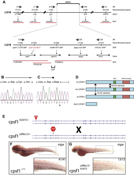 Figure 3. Positional cloning of the zdfl8a12 allele. (A) Genetic map of the grechetto region on LG 19. Top panel shows low- and intermediate-resolution mapping carried out with SSLPs. Bottom panel shows fine mapping obtained by sequencing of intronic and 3′UTR SNPs. Solid black line indicates chromosome 19 (not in scale); red lines, bacterial artificial chromosomes (BAC); arrows, genes. The distance in centimorgans (cM) between markers was calculated assuming 1.5 recombination events per meiosis. (B-C) Chromatograms from cpsf1 cDNA sequencing of genotypic WT and mutant grechetto siblings, respectively, showing a T → A mutation in the latter resulting in a premature stop codon. (D) Identity at the protein level between the human (hs), mouse (mm), and zebrafish (dr) CPSF1 protein. The nuclear localization signal (NLS) is schematically represented by a green box and the putative RNA-binding domain by a red box. (E-G) Complementation experiment performed by crossing a cpsf1hi2675 heterozygous fish (carrying a viral insertion in exon 2 of the cpsf1 gene) with a cpsf1zdfl8a12 heterozygous fish (carrying a premature stop codon in exon 9 of the cpsf1 gene) depicted schematically in panel E. (F-G) WISH for mpx. All lateral views, anterior to the left, and dorsal upward, showed that the compound cpsf1zdfl8a12/hi2675 heterozygote offspring lacked myelopoiesis in the CHT at 5 dpf (compare the inset in panel G to a WT sibling in panel F), a typical feature of the grechetto phenotype.