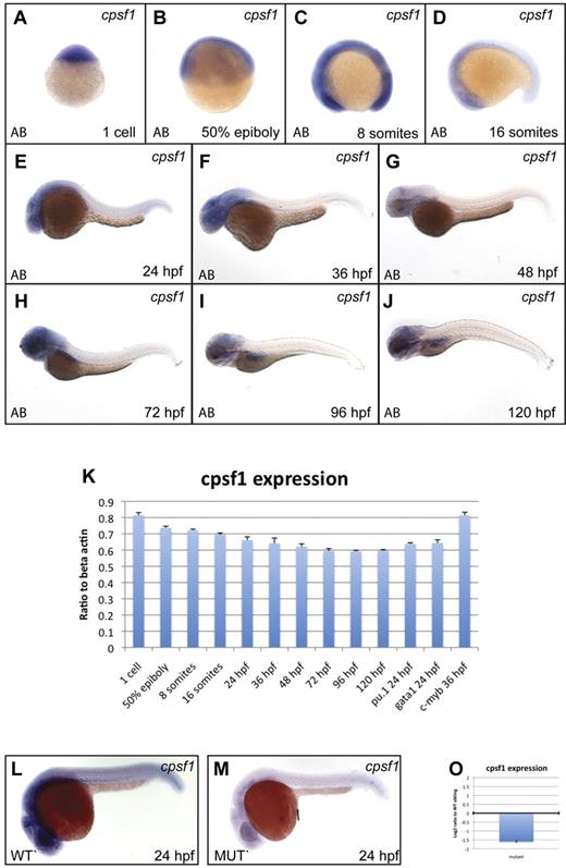 Figure 4. cpsf1 expression in normal embryos and grechetto mutants. (A-J) Lateral views of normal AB zebrafish embryos stained with a cpsf1 WISH probe at the 1-cell stage (A), 50% epiboly (B), 8 somites (C), 16 somites (D), 24 hpf (E), 36 hpf (F), 48 hpf (G), 72 hpf (H), 96 hpf (I), and 120 hpf (J). (K) qRT-PCR in cDNA from embryos at the same stages as in panels A through J showing expression levels of cpsf1 as a linear ratio to β-actin expression at each stage. In the 3 right columns, cpsf1 expression was probed in pu.1:EGFP- and gata1:DsRed–sorted cells from 24 hpf embryos and in c-myb:EGFP cells sorted at 36 hpf, demonstrating expression in the developing primitive and definitive hematopoietic system. Bars represent the average of triplicate runs and error bars represent SEM. (L-M) Lateral views, anterior to the left, dorsal upward of WISH staining for cpsf1 in 24 hpf genotyped grechetto mutants (M) and WT siblings (L) showing decreased expression in the former. (O) qRT-PCR for cpsf1 expression in mutants compared with their WT siblings at 72 hpf is shown in a log2 y-axis normalized for ef1a expression.
