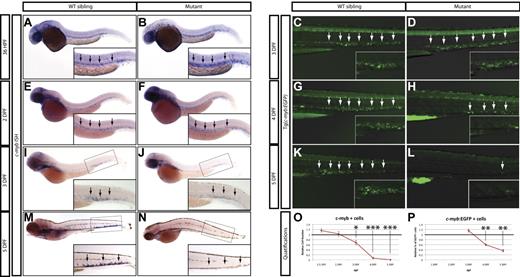 Figure 5. Loss of HSCs in grechetto mutants. (A-B,E-F,I-J,M-N) WISH for c-myb in 36 hpf (A-B), 2 dpf (E-F), 3 dpf (I-J), 5 dpf (M-N) grechetto mutants (B,F,J,N), and their WT siblings (A,E,I,M). Lateral view, anterior to the left, dorsal upward. grechetto mutants specify normal numbers of c-myb–positive HSCs at 36 and 2 dpf (B,F), but this number decreases by 3 dpf (J), and c-myb–positive cells were almost undetectable at 5 dpf (N) compared with their WT siblings. Arrows in panels A and B and E and F indicate the aorta-gonad-mesonephros region. Arrows in panels I and J and M and N indicate the CHT. (C-D,G-H,K-L) Anti-GFP whole-mount immunostaining of the body region (CHT magnified in the inset) of cpsf1zdfl8a12;Tg(c-myb:EGFP) embryos at 3 dpf (C-D) and 4 dpf (G-H), and 5 dpf (K-L) grechetto mutants (D,H,L) and their WT siblings (C,G,K). Lateral view, anterior to the left, dorsal upward. EGFP+ cells are normally represented at 3 dpf (D) but decrease at 4 dpf (H) and are almost undetectable at 5 dpf (L) compared with their WT siblings. (O-P) quantifications of the experiments in panels A through N. (O) c-myb–positive cells as counted in 15 WT and mutant WISH-stained embryos. Cells were counted from the aorta-gonad-mesonephros region of 36 and 2 dpf animals and from the CHT of 3, 4, and 5 dpf animals (36 and 2 dpf embryos were genotyped after counting to identify mutants). The number of cells in mutants was plotted as a ratio to the number of cells in WT siblings at the same stage normalized to 1. (P) Percentage of GFP+ cells in single-cell suspensions from the dissected tails of cpsf1zdfl8a12;Tg(c-myb:EGFP) embryos at 3, 4, and 5 dpf plotted as a ratio to the percentage of cells in WT siblings at the same stage normalized to 1. Error bars represent SEM. *P ≤ .05; **P ≤ .005; ***P ≤ .0005 by Student t test.