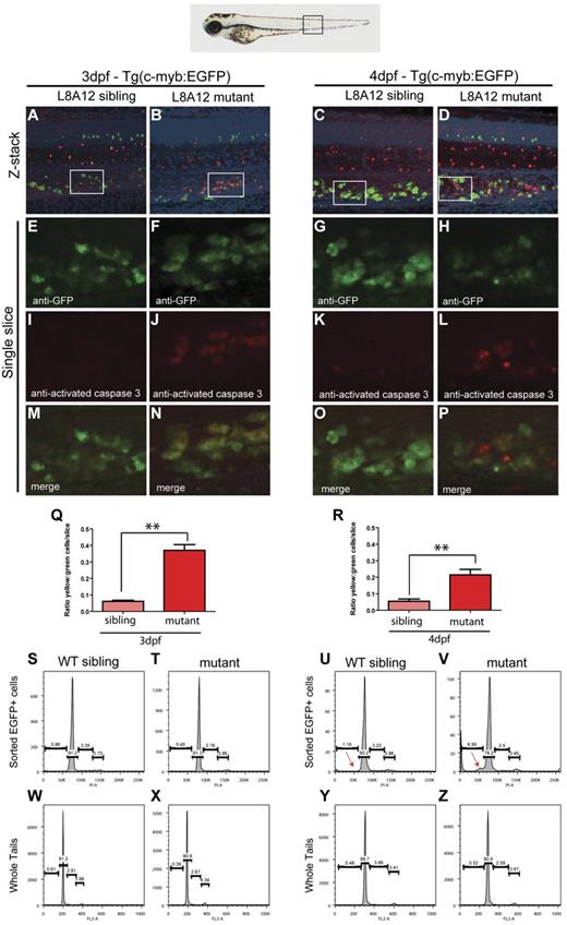 Figure 6. HSCs undergo apoptotic cell death in grechetto mutants. (A-P) Confocal microscope images of anti-GFP (in green) and anti–activated caspase3 (in red) double whole-mount immunostaining of the CHT in 3 dpf (A-B,E-F,I-J,M-N) and 4 dpf (C-D,G-H,K-L,O-P) WT siblings (A,E,I,M,C,G,K,O) or grechetto mutant (B,F,J,N,D,H,L,P) cpsf1zdfl8a12;Tg(c-myb:EGFP) embryos. (A-D) Merged green/red/4′,6-diamidino-2-phenylindole, dihydrochloride/bright-field extended focus images (20×). (E-H) Single-slice images of cells expressing EGFP under the control of the c-myb promoter: grechetto mutants show a normal number of EGFP+ cells at 3 dpf (F) compared with their WT siblings (E), but reduced numbers at 4 dpf (G-H). (I-L) Single-slice images of cells expressing activated caspase3, labeled in red, showing increased numbers in grechetto mutants compared with their WT siblings both at 3 dpf (J) and 4 dpf (L). (M-P) Merged single-slice images of cells expressing EGFP and activated caspase3 show that more EGFP+ cells undergo apoptosis in grechetto mutants compared with their WT siblings both at 3 dpf (N) and 4 dpf (P). (Q-R) Quantification of the experiments in panels A through P performed by plotting the ratio of EGFP+ cells that express activated caspase3 to the total number of EGFP+ cells at 3 dpf (Q) and 4 (R) dpf. Error bars represent SEM. **P ≤ .005 by Student t test. Cells were counted from 4 single slices from 3 embryos per condition. (S-Z) Propidium iodide cell-cycle analysis of sorted EGFP+ cells (S-V) or whole tails (W-Z) in 3 dpf (S-T,W-X) or 4 dpf (U-V,Y-Z) cpsf1zdfl8a12;Tg(c-myb:EGFP), WT (S,W,U,Y), or mutant (T,X,V,Z) embryos. Whereas the cell-cycle profile of sorted EGFP+ cells at 3 dpf is not different between WT siblings and mutant embryos (S-T), grechetto mutants at 4 dpf show a sub-G1 apoptotic peak not present in WT siblings (red arrows in U-V). The cell-cycle profile of whole tails shows no difference between mutants and WT siblings at 3 dpf (W-X) and 4 dpf (Y-Z).
