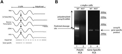 Figure 7. c-myb:EGFP+ cells show defective polyadenylation of snrnp70 in grechetto mutants. (A) Schematic representation of the poly(A) length assay, described in “Poly(A) tail assay.” (B) Poly(A) length assay for snrnp70 in c-myb:EGFP+–sorted cells from grechetto mutants (lane 2) or WT siblings (lane 1) shows defective polyadenylation of the transcript in the mutants. Control gene-specific RT-PCR showed the presence of the snrnp70 transcript in both grechetto mutants (lane 4) and WT siblings (lane 3).