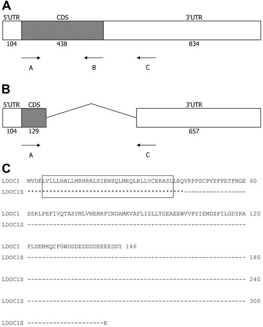 Figure 2. Structure of the LDOC1 wild-type and splice variant mRNAs, and translated proteins. (A-B) Structure of the LDOC1 and LDOC1S mRNAs. The LDOC1 gene is an intronless gene that spans 1376 bp. Open boxes represent 5′ and 3′ untranslated regions (UTR) and closed boxes represent the coding sequences (CDS); the number of nucleotides is indicated below. (C) Alignment of the amino acid sequences of wild-type LDOC1 protein and the putative splice variant protein. The wild-type mRNA encodes a protein composed of 146 amino acids. The splice variant mRNA, if translated, would yield a truncated protein of 44 amino acids that corresponds mainly to the leucine zipper region of the wild-type LDOC1. Identical residues are indicated by asterisks; the dashes indicate nucleotides that have been removed from the LDOC1S mRNA by alternative splicing. The leucine zipper domain (amino acids 5-40) in the wild-type protein, indicated by an open box, would be preserved in the splice variant.
