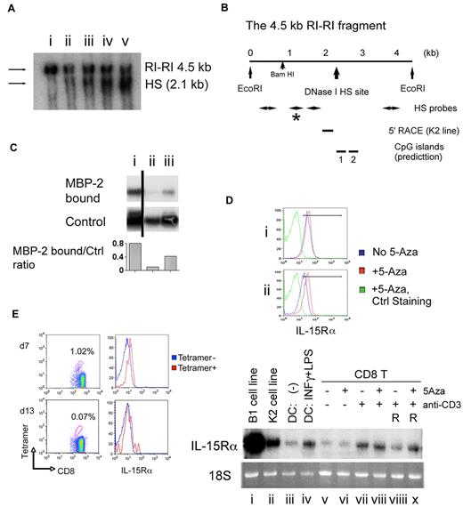 Figure 4. An epigenetic mechanism controls the transcription of the il15rα gene in normal and leukemic CD8 T cells into negative and positive directions. (A) Presence of a DNase I HS site in IL-15Tg leukemic cells and its position in the transcription control site of the il15rα gene. Intact nuclei were isolated from purified CD8 T cells from terminally leukemic IL-15Tg mice (n = 2) and from K2 and B1 leukemic cells, and subjected to 1 U/mL of DNase I for 15 minutes at 37°C. The genomic DNA was extracted subsequently and digested by the EcoRI enzyme. The digested DNA was subjected to 0.7% Tris-acetate EDTA gel electrophoresis, blotted, and hybridized with a 32P-labeled fragment (as shown by the asterisk in panel B) from the il15rα transcription initiation site. As a control, CD8 T cells purified from WT mice were activated by plate-coated anti-CD3/anti-CD28 Abs and hIL-15 (5nM; PeproTech) for 48 hours before DNase I treatment. The sources of genomic DNAs were: normal CD8 T cells (i), CD8 T cells from leukemic IL-15Tg mouse #1 (ii), CD8 T cells from leukemic IL-15Tg mouse #2 (iii), cells from the K2 leukemic cell line (iv), and cells from the B1 leukemic cell line (v). The size of the upper band (EcoRI-EcoRI fragment, intact) was 4.5 kb, and the lower (DNase I cleaved) band migrated at 2.1 kb. (B) Determination of the positions of the HS site and CpG islands that were predicted by a computer algorithm. In the 4.5-kb EcoRI-EcoRI fragment, as shown in supplemental Figure 2, the HS (2.1 kb downstream of the 5′ EcoRI site) site was localized at the 3′ end of exon 1 (∼ 350 bp). The MethPrimer algorithm predicted the presence of 2 CpG islands: CpG1 was localized 2.1-2.25 kb downstream of the 5′ EcoRI site, and the CpG2 2.8-2.9 kb downstream of the 5′ EcoRI site. (C) ChIP revealed a potential hypermethylation of this gene region in resting normal CD8 T cells. A small aliquot of the sonicated genomic DNA (0.25 ng) from before and after the enrichment of the MBP2-bound DNA fractions was used. PCR was performed using a primer set that flanks the first CpG island. The reaction was terminated after 28 cycles of amplification in the semilog amplification phase for a quantitative comparison. Sources of DNA were: resting CD8 T cells (i), CD8 T cells from a leukemic IL-15Tg mouse (ii), and cells from the K2 leukemic cell line (iii). The black bar indicates that distant lanes from the same experiment were combined. Densitometry analysis was performed and the amount of MBP-2 bound DNA normalized to that of control DNA is indicated. (D) In vitro activation of normal CD8 T cells temporally induced IL-15Rα, and treatment with 5-Aza enabled sustained IL-15Rα expression. CD8 T cells from WT mice were incubated with plate-coated anti-CD3/anti-CD28 Abs in the presence or absence of 5-Aza (6μM) for 48 hours, and then stained with anti–IL-15Rα Ab (BAF551; R&D Systems) and FITC-streptavidin secondary Ab (eBioscience). Fractions of the cells were transferred to fresh medium with IL-2 (5nM) and cultured for an additional 4 days. At the same time, total RNA was extracted from the cells and subjected to Northern blot analysis using a 32P-labeled anti-mouse IL-15Rα fragment as the probe and to quantitative RT-PCR (supplemental Figure 4) to examine the expression of mouse IL-15Rα transcripts. Top panel shows IL-15Rα staining of activated (i) and rested (ii) CD8 T cells with and without 5-Aza. The data represent 4 independent experiments (see supplemental Table 1 for a summary of all data). Bottom panel shows Northern blotting. As a loading control, the 18S ribosomal RNA was visualized with ethidium bromide staining. Origins of RNA were the B1 (i) and K2 (ii) leukemia cell lines, ex vivo cultured DCs without (iii) and with (iv) activation by IFN-γ and LPS, CD8 T cells from WT mice cultured in the medium for 6 hours (v) or treated with 5-Aza for 6 hours (vi), TCR activated without (vii) and with (viii) 5-Aza for 48 hours, followed by IL-2 culture for 4 days without (viiii) and with (x) 5-Aza. (E) Antigenic challenge of WT mice only transiently induced IL-15Rα on specific CD8 T cells. WT mice were challenged once with OVA peptide by injecting peptide-loaded DCs subcutaneously to both inguinal regions (1.7 × 105 cells each) and IP (6.7 × 105 cells). Seven days later, IL-15Rα expression levels on the antigen-specific (tetramer-positive) activated CD8 T cells and nonactivated (tetramer-negative) CD8 T cells were analyzed by flow cytometry. The IL-15Rα expression levels were assessed on days 7 and 13. The data represent 2 independent experiments (n = 3 each; see supplemental Table 2 for a summary of all data).