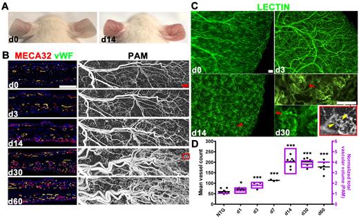 Figure 2. Multistage angiogenesis, microvascular network patterning, and serial noninvasive imaging of neovascularization by L-PAM in TetON-HIF-1α transgenic mice. (A) Neovascular phenotype of a TetON-HIF-1 transgenic mouse with skin redness and vascular prominence developing 14 days after continuous DOX provision. (B) Comparative determination of TetON-HIF-1 neovascularization using immunofluorescent thin section microvessel markers, MECA32/VWF, with L-PAM. L-PAM was performed in the same transgenic mouse serially imaged for 60 days (red box represents the microvascular domain magnified in panel C). (C) Ear whole-mount images of FITC-L esculentum–perfused TetON-HIF-1 mice over time (red arrowheads in day 14 and day 30 images indicate neocapillaries surrounding each rtTA/HIF-1–expressing hair follicle). The L-PAM image insert (in grayscale) and the day 30 high-power whole-mount micrograph show similar conformation of the perifollicular neocapillaries. The yellow arrowheads indicate the vascular supply of the hair follicle capillary network. (D) Microvascular density as determined by vessel counting of MECA32/VWF double immunofluorescence tissue sections ex vivo, and microvessel volume derived from in vivo L-PAM of serially imaged individual TetON-HIF-1 mice (n = 1-4 for indicated time points) normalized to NTG controls, demonstrating the same trend of rapid elevation and then plateau by day 14. Data for each DOX day were compared with NTG or TetON-HIF-1 day 0 data (data not shown), using unpaired Student t test: *P < .05; **P < .01; ***P < .001. Bars represent 200 μm (B) and 100 μm (C).