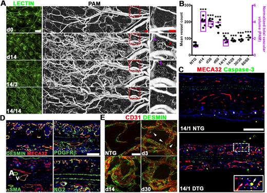 Figure 3. Pericyte marker expression and microvessel stability after HIF-1 withdrawal. (A) Representative lectin-perfused whole mounts (left column) and L-PAM images (middle and right columns) during HIF-1 induction (day 0, day 14) followed by DOX withdrawal 14/3 (14 days ON/3 days OFF), 14/14 (14 days ON/14 days OFF). Neocapillaries that developed farthest from the hair follicles remain after withdrawal accounting for a persistent 30% increase in vascularity compared with DOX day 0 or NTG controls. L-PAM images are obtained from the same TetON-HIF1 transgenic mouse imaged over 28 days. L-PAM detects development of a perifollicular neocapillary unit (purple arrowhead) with its adjacent vascular supply arch (red arrowhead), capillary luminal diminution with “single file” RBCs on withdrawal day 3 (purple arrowhead), and involution with persistence of peripheral microvessels by withdrawal day 14 (right column). (B) Quantification of microvessel density (MECA32 immunofluorescence, in black) and volume (L-PAM, in purple) in TetON-HIF-1 on DOX day 14, day 30, and day 60, and after increasing intervals of DOX activation followed by commensurate periods of withdrawal, 14/14, 14/28, 30/30, and 60/60 (n = 1-5). (C) Induction of endothelial cell apoptosis (dual-positive, MECA32/caspase-3 cells, arrowheads right panel) subjacent to epithelial basal cell compartments of the hair follicle and interfollicular epidermis (dashed dotted square and enlarged inset, white arrow denotes the hair shaft) after one day of DOX withdrawal (lower panel). (D) Thin section dual-endothelial (MECA32) and pericyte marker immunofluorescence demonstrates coverage of TetON-HIF-1 DOX day 14 induced microvessels by desmin, PDGFRβ, and NG2. α-SMA expression was restricted to arteries (A) and veins (V) as delineated morphologically and by the SMA expression pattern. (E) Confocal immunofluorescence demonstrates extensive and intimate microvessel coverage by desmin-positive pericytes at all time points after DOX induction (arrowheads delineate endothelial tip cells also shown in detail in supplemental Figure 1B). TetON-HIF-1 data at each DOX day were compared with NTG or TetON-HIF-1 day 0 data (data not shown), using unpaired Student t test: *P < .05; ***P < .001. Bars represent 100 μm (A,D), 200 μm (C), and 20 μm (E).