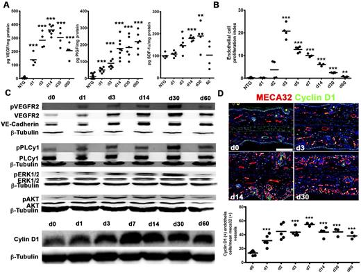 Figure 4. Up-regulation of HIF-1 angiogenic factor transcriptional targets, persistent VEGFR2 signaling, and intrinsic down-regulation of endothelial proliferation in TetON-HIF-1 transgenic mice. (A) Ear tissue ELISA for VEGF (left), PlGF (middle), and SDF-1 (right). Immediate day 1 increase of VEGF and PlGF contrasts the gradual SDF-1 induction between day 3 and day 30. (B) TetON-HIF-1 endothelial cell proliferation kinetics determined by counting double-labeled 5-bromo-2′-deoxyuridine/MECA32-positive endothelial cells in four to six 10× fields per thin section normalized to the microvascular density. (C) Representative Western blot analysis of total ear tissue lysates for VE-cadherin, total and phosphorylated: VEGFR2(Y1173), PLCγ(Y783), ERK1/2(T202/Y204), AKT(S473), and cyclin D1. (D) Representative immunofluorescent images (top) and quantification (bottom) of cyclin D1. TetON-HIF-1 data at each DOX day were compared with NTG or TetON-HIF-1 day 0 data (data not shown), using unpaired Student t test: *P < .05; **P < .01; ***P < .001. Bar represents 100 μm.