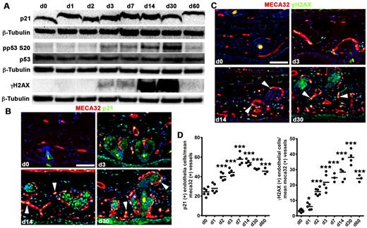 Figure 5. Activation of epithelial HIF-1 induces a DNA damage/replication stress checkpoint. (A) Western analysis of p21, total and phosphorylated p53S20, and phosphorylated γ-H2AX reveals induction of cell-cycle inhibitors consistent with replication stress beginning at peak endothelial proliferation (Figure 4). (B-C) Representative thin ear tissue immunofluorescent images of p21 (B) and γ-H2AX (C). White arrowheads point to p21 and γ-H2AX–positive endothelial cells. (D) Quantification of p21 and γ-H2AX expression determined by vessel counting of MECA32/p21 and MECA32/γ-H2AX double immunofluorescence tissue sections ex vivo. TetON-HIF-1 data at each DOX day were compared with TetON-HIF-1 day 0 data, using unpaired Student t test: *P < .05; **P < .01; ***P < .001. Bar represents 50 μm.