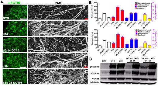 Figure 6. Stage-specific resistance of the HIF-1 neovasculature to VEGFR1 and VEGFR2 immuno-blockade. (A) Inhibition of the development (days 0-14) versus resistance of the maintenance stage (days 14-28) to VEGFR2 (DC101) immuno-blockade as determined by lectin whole-mount and L-PAM analysis. Both L-PAM and FITC-L esculentum–perfused whole mounts demonstrate the marked sensitivity of perifollicular neocapillaries, whereas microvessels farthest from HIF-1 production are resistant to DC101. L-PAM also detected arteriolar and venular dilatation resistant to DC101 treatment in both stages. (B) Quantification of diminution of microvessel density by cross-sectional MECA32-VWF immunofluorescence (white bars; immunofluorescence data not shown) or volume reduction delineated by image extraction L-PAM analysis during day 0 to day 14 (top) or day 14 to day 28 (bottom) VEGFR2 blockade (blue and yellow bars). (C) Western blot analysis of vascular endothelial-cadherin (VE-Cad), VEGR2Y1173, and total VEGFR2 in mice treated with VEGFR1/2 blocking antibodies. Bars represent 200 μm.