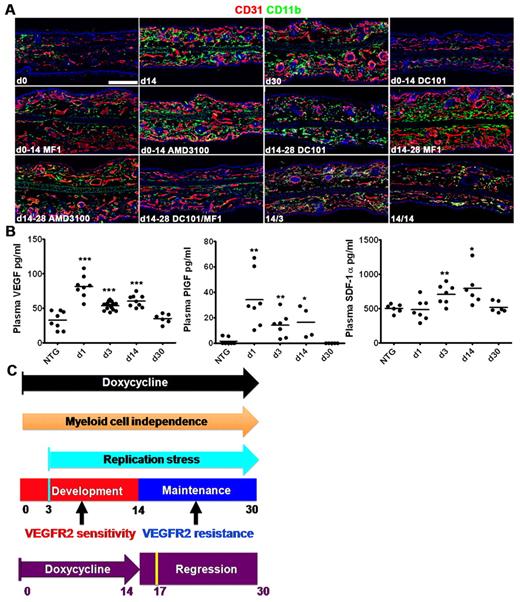 Figure 7. Stage-specific regulation of stromal myeloid cell recruitment and retention. (A) Representative CD31/CD11b coimmunofluorescence demonstrating recruitment and stromal accumulation of CD11b myeloid cells during the TetON-HIF-1 DOX day 0 to day 14 neovascular development stage, with HIF-1–dependent retention of these cells from day 14 to day 28. Myeloid cell recruitment is markedly inhibited by VEGFR1 (MF1) or VEGFR2 (DC101). Notably, neovascular development proceeds despite marked inhibition of myeloid cell recruitment in MF1-treated TetON-HIF-1 mice. AMD3100 partially inhibits myeloid cell recruitment (supplemental Figure 8B). DOX day 14 to day 28 myeloid cell retention is independent of either VEGFR1 or VEGFR2 but dependent on signaling from both receptors. Myeloid cell retention is incompletely inhibited by AMD3100 (supplemental Figure 8). The maintenance stage neovasculature persists despite profound stromal myeloid depletion in the day 14 to day 28 DC101/MF1 inhibitor cocktail-treated TetON-HIF-1 mice. Stromal myeloid cells rapidly disappear after 3 (14/3) and 14 (14/14) days of DOX withdrawal. (B) Plasma VEGF (left), PlGF (middle), and SDF-1α (right) expression levels in TetON-HIF-1 mice and DOX NTG controls determined by ELISA. TetON-HIF-1 data at each DOX day were compared with NTG or TetON-HIF-1 day 0 data (data not shown), using unpaired Student t test: *P < .05; **P < .01; ***P < .001. (C) Model of epithelial neovascularization regulated by HIF-1. Continuous HIF-1 activation produces multistage intrinsically regulated neovascular development, maintenance, and transgene-dependent regression. Mechanisms of myeloid cell recruitment and retention were stage-specific. Resistance to VEGFR2 immuno-blockade was also stage-specific. The cyan bar represents peak proliferation achieved at day 3; dark orange arrow, neovascular growth and maintenance independent of myeloid cells; purple arrow, 14 days of continuous DOX induction; purple bar, 14 days of DOX withdrawal; yellow bar, peak apoptosis and L-PAM–determined capillary luminal constriction 3 days after DOX withdrawal. TetON-HIF-1 data at each DOX day were compared with NTG data, using unpaired Student t test: *P < .05; **P < .01; ***P < .001. Bar represents 200 μm.