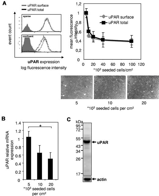 Figure 1. Expression of intact uPAR inversely correlates with cell density. HUVECs were seeded in different densities (indicated as cells per centimeter squared) and grown in complete growth medium for 4 days. Photographs were taken before harvest. (A) Immunocytofluorimetric detections of cell surface uPAR (nonpermeabilized cells; gray line) and total uPAR (permeabilized cells; black line). The total amount of uPAR decreases with cell density. Geometric means for fluorescence intensities were calculated. Filled gray bar represents IgG. Data are mean ± SEM. (B) Relative quantitative reverse transcriptase-polymerase chain reaction of uPAR mRNA normalized to porphobilinogen deaminase. Data are mean ± SEM. *P < .05. (C) Representative Western blot for uPAR of lysates of HUVECs. Mainly intact (ie, full-length) uPAR (∼ 44 kDa) was detected in contrast to cleaved uPAR (30 kDa).