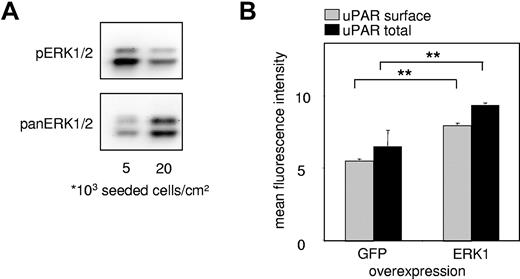 Figure 2. Density-dependent uPAR expression is mediated by ERK/MAPK activity. (A) Western blots for phospho-(p)-ERK1/2 and pan-ERK1/2 from EC lysates. All samples were lysed in the same volume and prepared as described in “Western blotting” irrespective of cell density, and the same volume of samples was loaded. Consequently, the amount of loaded protein is higher in the 20 000 cells/cm2 sample than the 5000 cells/cm2 sample, reflected by the stronger signal in pan-ERK. Proteins were separated on a sodium dodecyl sulfate–10% polyacrylamide gel, and chemiluminescence of phosphorylated and pan-ERK1/2 was quantified with FluorTech HD2 from Alpha Innotech. (B) Immunocytofluorimetric detections of cell surface uPAR (nonpermeabilized cells; gray) and total (permeabilized cells; black) uPAR in HUVECs overexpressing either enhanced green fluorescence protein (EGFP) tagged ERK1 or EGFP alone. Transfected HUVECs were gated via EGFP fluorescence. Data are mean ± SEM. **P < .01.