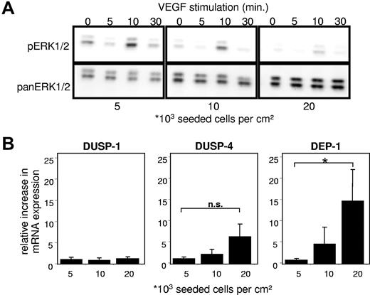 Figure 3. Influence of cell density on modulators of the MAPK signaling pathway in ECs. (A) Western blots for phospho-(p)-ERK1/2 and pan-ERK1/2 from EC lysates. Confluent (20 000), subconfluent (10 000), and sparse (5000) HUVECs were grown for 4 days in complete growth medium and afterward rendered quiescent for 4 hours by serum deprivation (4% bovine serum albumin in M199). Cells were then stimulated with 20 ng/mL VEGF165 for the time indicated. All samples were lysed in same volumes and obtained as described in “Western blotting.” Quantification of pERK1/2 chemiluminescence normalized to pan-ERK1/2 at 10 minutes of VEGF165 stimulation (RLU): 0.36/1 (5000), 0.16/0.38 (10 000), 0.05/0.1 (20 000); ERK1 = p44mapk, ERK2 = p42mapk. (B) Relative quantitative reverse transcriptase-PCR of HUVECs seeded in different densities (indicated as cells per centimeter squared) and grown in complete growth medium for 4 days. Among major phosphatases impacting the MAPK signaling pathway, only DEP-1 mRNA levels increased significantly; values were normalized to porphobilinogen deaminase. Data are mean ± SEM. *P < .05. n.s. indicates not significant.