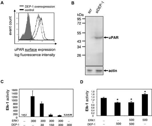 Figure 4. DEP-1 decreases uPAR expression. (A) Immunocytofluorimetric detection of cell surface uPAR in nonpermeabilized HUVECs overexpressing DEP-1 (gray line) compared with mock-transfected HUVECs (black line). DEP-1-positive cells were detected by monoclonal mouse anti-DEP-1 antibody. Filled gray bar represents IgG. Data are mean ± SEM. (B) Western blot for uPAR from EC lysates. HUVECs were seeded sparsely (5000 cells/cm2) and were allowed to grow for 24 hours in complete growth medium. Consequently, cells were transfected with DEP-1 siRNA, which resulted in an efficient and sustained reduction of DEP-1 expression compared with transfection with scrambled (scr)RNA (data not shown). Cells were then incubated in complete growth medium until all samples had reached confluence. All samples were lysed and obtained as described in “Western blotting.” Knockdown of DEP-1 yielded a 3.03- ± 0.46-fold increase in uPAR protein expression in confluent ECs. (C) HEK 293 or (D) HUVECs were transfected for reporter gene analysis (ie, Elk-1 activity, a downstream target of ERK1/2) with DEP-1 and/or ERK1 overexpressing plasmids (indicated as amounts of DNA in nanograms per milliliter). Cells were harvested 24 hours after transfection and analyzed for luciferase activity. pSRα was taken as empty plasmid (control). Data are mean ± SEM. *P < .05.