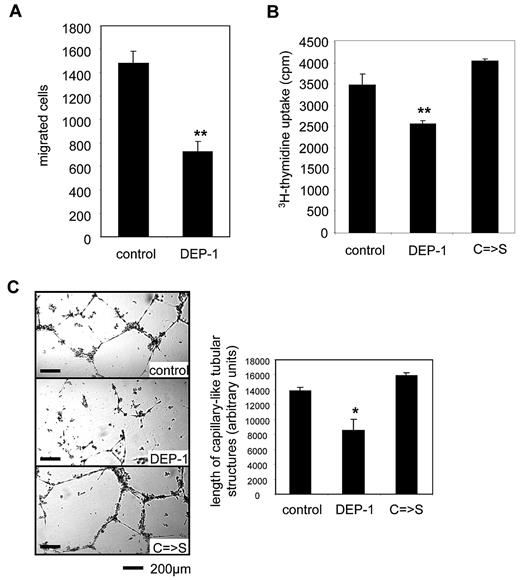 Figure 6. Dep-1 inhibits proliferation, transmigration, and capillary-like tube formation of ECs. (A) EC migration of transfected HUVECs was assessed in a modified Boyden chamber assay in the presence of 50 ng/mL VEGF165. Migrated cells were fixed, stained, and quantified by microscopic counting. Overexpression of DEP-1 significantly decreased EC migration toward VEGF165 compared with mock-transfected cells. Data are mean ± SEM. **P < .01. (B) 3H-thymidine incorporation in HUVECs transfected with plasmids overexpressing either wild-type DEP-1, a mutant lacking phosphatase activity (C → S), or mock. After 24 hours of culture in full growth medium, 3H-thymidine (1 μCi/well) uptake of proliferating cells was measured (20 hours). Overexpression of DEP-1 significantly inhibited cell growth. Data are mean (cpm) ± SEM. **P < .01. (C) Capillary-like tube formation of HUVECs transfected with plasmids either overexpressing wild-type DEP-1, the C → S mutated form lacking phosphatase activity, or mock. Transfected cells were seeded on Matrigel in the presence of 1% FCS and analyzed 24 hours after seeding. Tubular-like structures were quantified as described in “In vitro Matrigel tube-formation assay.” DEP-1 inhibited capillary-like tube formation dependent on phosphatase activity. Data are mean ± SEM. *P < .05. **P < .01. DEP-1 indicates wild-type; and C → S, inactivated tyrosine phosphatase resulting from cysteine to serine mutation in the catalytic domain.