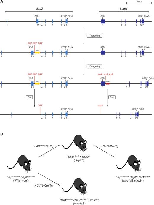Figure 1. Production of cIap1ΔB, cIap2−/− and cIap1ΔB.cIap2−/− mice. (A) The wild-type cIap locus was sequentially targeted in ES cells by first introducing FRT sites into cIap2, followed by loxP sites into cIap1. Mice carrying the doubly targeted cIap locus were generated from a single ES cell clone. This approach facilitated independent inactivation of cIap2 and/or cIap1 by Flp- and Cre-mediated recombination, respectively. (B) Breeding strategy used to generate mice containing B cells lacking expression of cIAP1 and/or cIAP2.