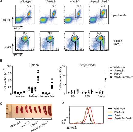 Figure 2. cIAP1 and cIAP2 perform redundant functions to negatively regulate B-cell accumulation in vivo. (A) Flow cytometric analysis of lymph node cells (top) and splenic B cells (bottom) from the indicated mouse lines. Spleen samples are also gated on total B cells (B220+ gate). The window on lymph node data indicates mature B cells (B220+ gate). Windows on spleen data indicate, from left to right: immature (CD21/CD35lo, CD23lo), follicular (CD21/CD35mid, CD23hi), and marginal zone (CD21/CD35hi, CD23lo) B-cell populations. All numbers indicate the proportion of displayed events falling within the associated windows. (B) Enumeration of lymphocytes from the spleen and lymph nodes (pooled cervical, inguinal, axillary, brachial, and mesenteric nodes) of various mouse lines exhibiting the indicated lymphocyte phenotypes as determined by flow cytometry. Points represent data from individual mice; and lines, the arithmetic means. (C) Photograph showing spleen sizes from mice of the indicated genotypes. (D) CD21/CD35 expression levels on B cells from the lymph nodes of mice of the indicated genotypes. Flow cytometry data were gated on live lymphocytes by light scatter, then on B220+ B cells. All data were representative of at least 3 mice of each genotype.