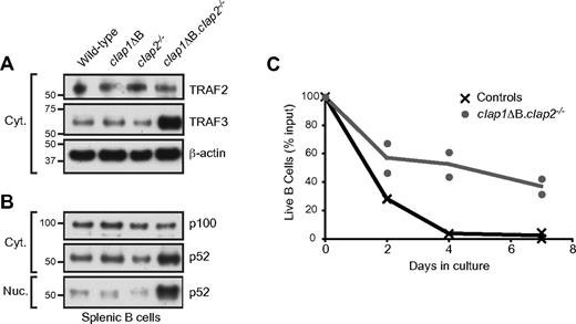 Figure 3. Increased TRAF3 expression, hyperactivity of the alternative NF-κB pathway, and extended in vitro survival of B cells in the absence of cIAP1 plus cIAP2. (A-B) Cytoplasmic and nuclear extracts from purified lymph node B cells were subjected to Western blot analysis with antisera directed against the indicated proteins. β-Actin was used as a loading control. (C) Purified lymph node B cells from the indicated mouse lines were incubated in unsupplemented culture medium, and the number of live cells present at the indicated time points were assayed by flow cytometry. Control data are from wild-type, cIap1ΔB, and cIap2−/− mice. Points represent data from individual mice; and lines connect the mean value obtained at each time point. Data are representative of 3 individual experiments.