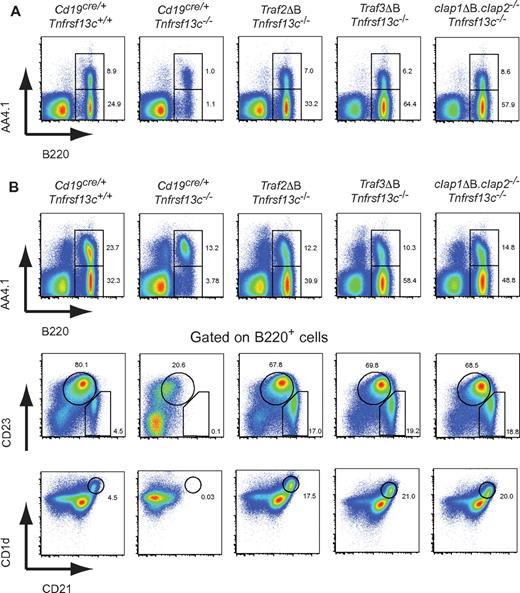 Figure 4. B cells lacking TRAF2, TRAF3 or cIAP1 plus cIAP2 no longer require BAFF-R for their in vivo development and survival. Traf2ΔB, Traf3ΔB, and cIap1ΔB.cIap2−/− mice were crossed onto a BAFF-R–deficient (Tnfrsf13c−/−) background. Flow cytometric analysis of (A) lymph node or (B) spleen from the indicated mice lines. Windows indicate immature (B220+, AA4.1+) and mature (B220+, AA4.1−) phenotype B cells. Data in CD21 versus CD23 and CD21 versus CD1 days profiles are from total B cells (B220+ gate), and windows show immature (CD21/CD35lo, CD23lo), follicular (CD21/CD35mid, CD23hi), and marginal zone (CD21/CD35hi, CD23lo and CD21/CD35hi, CD1 dayshi) B-cell populations. All numbers indicate the proportion of displayed events falling within the associated windows.