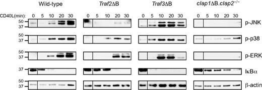 Figure 5. CD40-mediated activation of intracellular pathways in B cells requires the presence of TRAF2 and cIAP1/cIAP2. B cells were purified from the spleens of mice of the indicated genotypes and stimulated for the indicated times with CD40L. Whole cell lysates were prepared and subjected to Western blot analysis with antisera directed against the indicated proteins. β-Actin was used as a loading control. Note that, in each case, intervening lanes (which were part of a separate study) between the “0 minutes” and “5 minutes” time points were removed using Adobe Photoshop software Version 10.0.1. All samples in each blot are from the same cells stimulated at the same time and run on the same gel. Duplicate experiments in each case generated similar results.