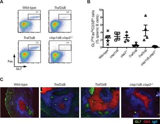 Figure 6. Mice lacking either TRAF2 alone or both cIAP1 and cIAP2 in their B cells are unable to form GCs. (A-C) Mice of the indicated genotypes were immunized with SRBCs and killed on day 7. (A) Flow cytometric analysis of splenic B cells from the indicated mouse lines. Data are from total B cells (B220+ gate). Window indicates CG B cells (GL7hi, Fashi). Numbers indicate the proportion of displayed events falling within the associated window. (B) Enumeration of the proportion of splenic B cells that were GC B cells as determined by flow cytometry. Points represent data from individual mice; and lines, the arithmetic means. Error bars represent SD. (C) GC formation in the spleens of immunized mice as detected by immunohistochemistry on spleen sections from mice of the indicated genotypes. Sections were stained for CD3+ T cells (red), IgD+ B cells (blue), and GCs (GL7+, green).
