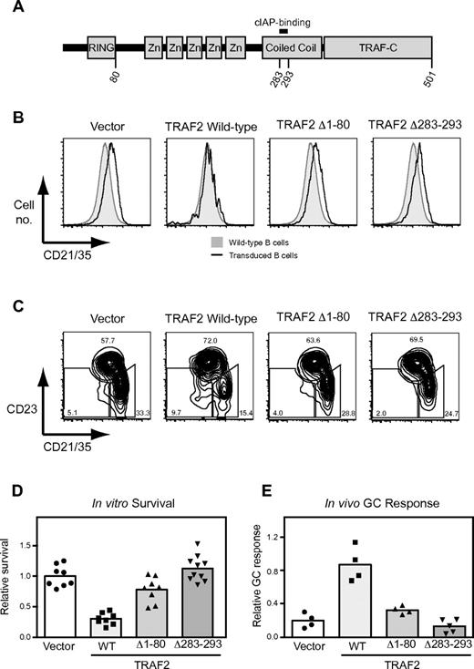Figure 7. Suppression of B-cell survival and maturation pathways requires the cIAP binding site and RING domain of TRAF2. (A) Structure of TRAF2 protein indicating relevant domains. Flow cytometric analysis of (B) lymph node or (C) spleen cells from mice reconstituted with Traf2ΔB bone marrow transduced with retroviral constructs designed to express the indicated TRAF2 mutants. Mice were also reconstituted with wild-type CD45.1 congenic bone marrow. Plots show data from transduced B cells (CD45.1−, B220+, GFP−, hCD4+). (B) Histograms are overlaid on wild-type B cells (CD45.1+, B220+) from the same chimera. (C) Windows indicate, from left to right: immature (CD21/CD35lo, CD23lo), follicular (CD21/CD35mid, CD23hi), and marginal zone (CD21/CD35hi, CD23lo) B-cell populations. All numbers indicate the proportion of displayed events falling within the associated windows. (B-C) Data are representative of results from at least 3 chimeras (supplemental Figure 2). (D) Survival of transduced Traf2ΔB B cells in vitro. Lymph node cells from chimeras were incubated for 4 days in unsupplemented media. The proportion of input transduced B cells (CD45.1−, B220+, GFP−, hCD4+) that survived was calculated and expressed as a fraction of the mean value obtained for vector-transduced B cells. Points indicate duplicate data from individual chimeras mice. Bars represent means. (E) GC differentiation of transduced Traf2ΔB B cells in vivo. Spleens from chimeras were harvested 7 days after SRBC challenge. The proportion of transduced B cells (CD45.1−, B220+, GFP−, hCD4+) displaying a GC B-cell phenotype (CD38lo, Fashi) were expressed as a fraction of proportion of wild-type B cells (CD45.1+, B220+) in the same spleen that possessed the GC B-cell phenotype. (D-E) Data represent pooled results from 2 independent experiments. Points represent data from individual chimeras. Bars represent means.