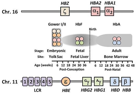 Figure 1. Schematic of genomic structural organization of the human α-globin and β-globin loci and temporal expression of the various hemoglobin types. The gene order of the α-globin locus on chromosome 16 and the β-globin locus on chromosome 11. Shown at each temporal stage, as indicated on the timeline at bottom, are the types of hemoglobin tetramers produced for each indicated site. LCR indicates locus control region; HbF, fetal hemoglobin; and HbA, adult hemoglobin.