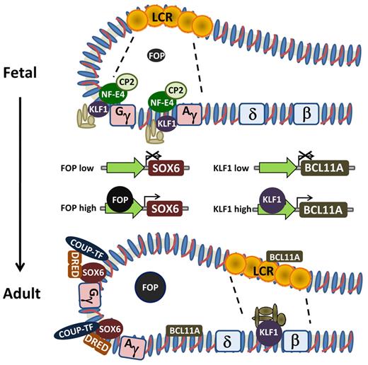 Figure 2. Schematic of hemoglobin switching model based on looping and interaction of the LCR with the individual globin gene promoters. The various proteins demonstrated experimentally to be involved in regulating the change in expression from γ-globin to β-globin and individual effects of FOP and KLF1 on transcriptional regulation of SOX6 and BCL11A, respectively.