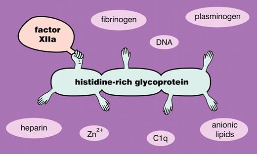 Some of the many ligands of histidine-rich glycoprotein.