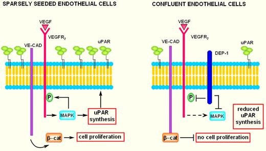 In subconfluent endothelial cells, interaction of VEGF with its type-2 receptor (VEGFR2) activates the MAPK pathway. MAPK (ERK1/2) phosphorylates VEGFR2 as well as transcription factors that stimulate uPAR synthesis. The phosphorylated VEGFR2 induces detachment of β-catenin from nearby VE-cadherin, thus promoting cell proliferation. Therefore, sparsely seeded endothelial cells show VEGF-dependent uPAR up-regulation with a strong increase of invasion and are provided with free β-catenin available for nuclear translocation, while the density-enhanced phosphatase-1 (DEP-1) is scarcely represented. Overall, these features foster endothelial-cell migration and growth. In confluent endothelial cells VEGFR2, VE-cadherin, and overexpressed DEP-1 undergo junction clustering. The presence of overexpressed DEP-1 impairs MAPK activation, thereby inhibiting uPAR synthesis and VEGFR-2 phosphorylation. The growth-inhibitory effects are believed to be mediated by the capacity of VE-cadherin to link β-catenin at the membrane, limiting in this way its nuclear translocation. Coupling growth inhibition with low uPAR levels results in exhaustion of the angiogenesis program.
