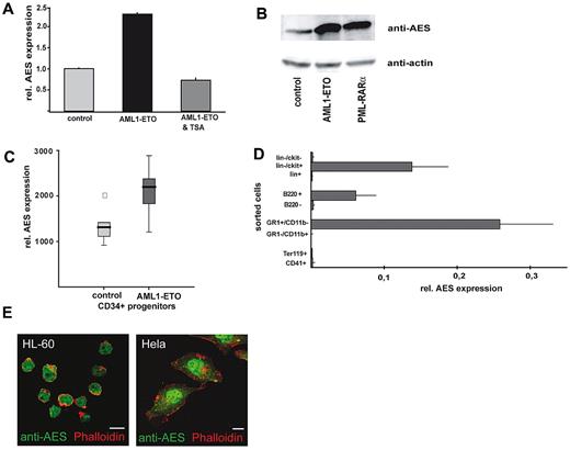 Figure 1. AML1/ETO induces AES mRNA and protein expression. (A) AES expression on the mRNA level (quantitative RT-PCR) in U937 cells transfected with an inducible AML1/ETO vector, compared with control cells. The effect was reverted to normal levels of AES expression by histone deacetylase inhibition with trichostatin A (TSA) exposure. (B) U937 cells that express AML1/ETO show high levels of AES protein. Western blot analysis was performed with anti-AES and anti-actin antibody as loading control. (C) AES induction by AML1/ETO (mRNA) in retrovirally transduced CD34+ progenitor cells (published data; GDS1074, Gene Expression Omnibus, National Institutes of Health, National Center for Biotechnology Information). (D) AES cDNA expression patterns in hematopoiesis. Total RNA was isolated from sorted murine BM cells; cells were sorted according to indicated surface markers by fluorescence-activated cell sorter. (E) Confocal microcopy pictures show subcellular nuclear localization of AES in HeLa cells and HL-60 cells as indicated.