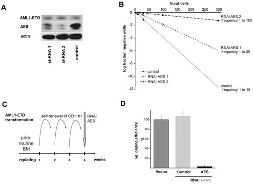 Figure 3. AES expression is required for AML1/ETO-induced proliferation. (A) Two different shRNAs against AES delivered by lentiviral vectors were shown to down-regulate AES expression in Kasumi-1 cells, as demonstrated in Western blot analyses stained with anti-AES antibody. Anti-actin serves as loading control. (B) Limited dilution analyses of cloning capacity of the stably transduced and sorted Kasumi-1 cells showed a significantly reduced frequency of self-renewal capacity. Relative cloning efficiency was calculated as the frequency of growing colonies in correlation to seeded cell number. The log fraction of negative wells on input cells per plate is indicated (Poisson distribution). (C) Scheme of experimental setup to analyze self-renewal capacity in primary murine BM. The transforming capacity of AML1/ETO in CD11b+ BM cells was used to select for cells with self-renewal capacity after several rounds of replating. Immortalized cells were subsequently infected with LKO.1-puro vectors expressing shRNA against AES, selected and replated in colony assays. (D) The ability to form colonies on replating is shown after AES knockdown compared with nontransduced or scrambled transduced (control) cells. Data are mean plus or minus SD of 2 independent experiments each performed in triplicate (total 6 dishes). Differences between AES-shRNA and scrambled control transduced colony numbers were statistically significant (P < .001).