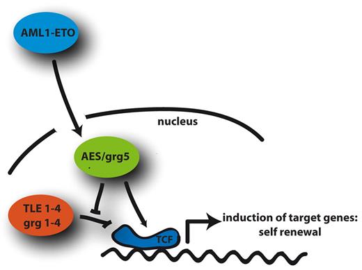 Figure 6. Model of the functional consequence of AML1/ETO-induced AES expression. AES expression is induced by AML1/ETO, which counteracts the transcriptional repression of Wnt target genes by TLE1-4 and thereby induces self-renewal via TCF in hematopoietic progenitor cells.
