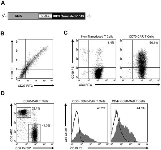 Figure 1. CD70-CAR generation, cell-surface expression, and transduction of human T cells. (A) CD70-CAR was generated by fusing full-length CD27 to the signaling domain of the CD3-ζ chain, an IRES sequence, and tCD19 was included for the detection of genetically modified T cells. (B) 293T cells transfected with CD70-CAR constructs express both CD27 and the marker gene tCD19. (C) CD70-CAR expression on transduced human T cells was 45% ± 6%, as determined by staining tCD19. (D) Both CD4 and CD8 T cells were genetically modified.