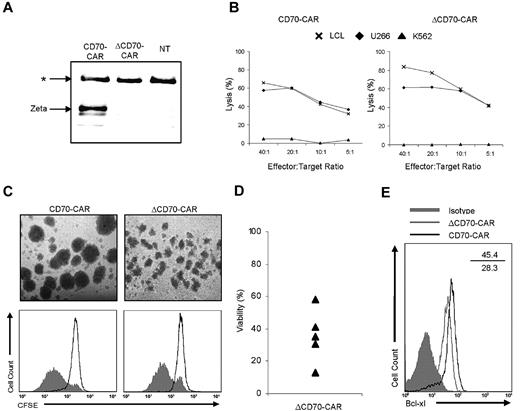 Figure 5. CD27 costimulation enhances T-cell viability. (A) In coimmunoprecipitation experiments, only full-length CD27-ζ associated with TRAF2. (B) T cells expressing CD70-CAR or ΔCD70-CAR showed equivalent killing of CD70+ LCL and U266 cells, but did not kill CD70− K562 cells in 51Cr-release assays. (C) Microscopic evaluation (10×) of T cells expressing CD70-CAR or ΔCD70-CAR activated with autologous fibroblasts genetically modified to express CD70 revealed larger “T-cell clumps” of T cells expressing CD70-CAR; however, CFSE dilution analysis showed no significant differences in proliferation between groups. (D) The viability of ΔCD70-CAR T cells was 35% ± 16% that of T cells expressing CD70-CAR (n = 5). (E) Intracellular staining for Bcl-xl was performed on T cells 3 days after stimulation with CD70-transgenic autologous fibroblasts. Bcl-xl expression was consistently increased in CD70-CAR T cells compared with ΔCD70-CAR T cells (n = 3). One representative FACS analysis is shown.