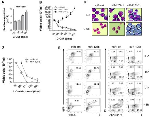 Figure 1. Enforced expression of miR-125b blocks granulocytic differentiation, enables G-CSF–dependent cell proliferation, and delays cytokine withdrawal–induced cell death. (A) miR-qRT-PCR of mature miR-125b level at the indicated time points; sno-202 served as an endogenous control. (B) Proliferation kinetics of the 32D cells expressing miR-ctrl (circle), miR-125b-1 (star), and miR-125b-2 (triangle) in G-CSF-supplemented suspension cultures. (C) Morphology of 32D derivates (May-Grunwald-Giemsa staining) on day 7 of IL-3 (top panel) and G-CSF (bottom panel) supplemented cell cultures. A 60× magnification of a representative field is shown. (D) Viability of 32D/miR-ctrl and 32D/miR-125b cells after IL-3 deprivation analyzed by trypan blue dye exclusion, and (E) monitoring of GFP+ population (left panel), and propidium iodide (PI) and annexin-V stained GFP+ fraction (right panel). Mean of at least 3 (panels A,B,D) and representative experiments are shown, respectively. * P < .05 compared with control at corresponding time point of treatment.