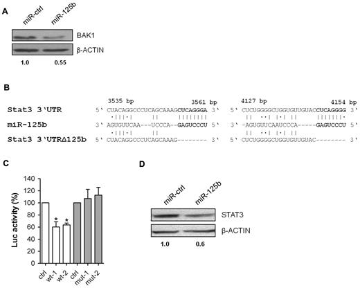 Figure 4. BAK1 and STAT3 are direct targets of miR-125b. (A) Western blotting of BAK1 in 32D/miR-ctrl and 32D/miR-125b cells. (B) Two predicted miR-125b target sites within the 3′UTR of Stat3 (NM_011486.4), their deleted derivates, and the miRNA/mRNA pairing regions. (C) Luciferase activity resulting from transfection of NIH3T3/miR-125b cells with reporter plasmids containing wild-type (wt-1 and wt-2) or mutated (mut-1 and mut-2) 3′UTR fragments of Stat3. Firefly luciferase luminescence, normalized to Renilla luciferase, is presented, (n = 5). (D) Western blotting of STAT3 in 32D/miR-ctrl and 32D/miR-125b cells. A representative experiment out of 4 is shown (except for panel C). *P < .05 compared with control.